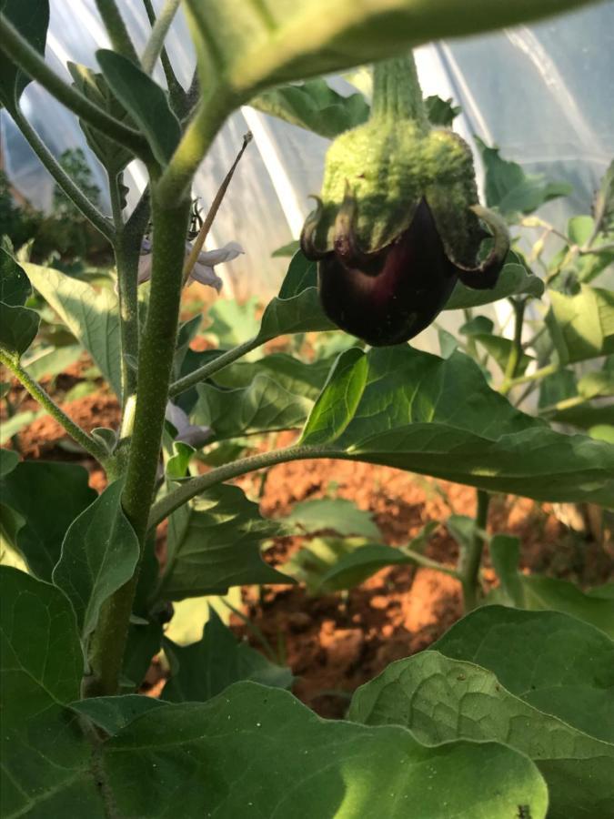 Villa Flowers Međugorje Dış mekan fotoğraf