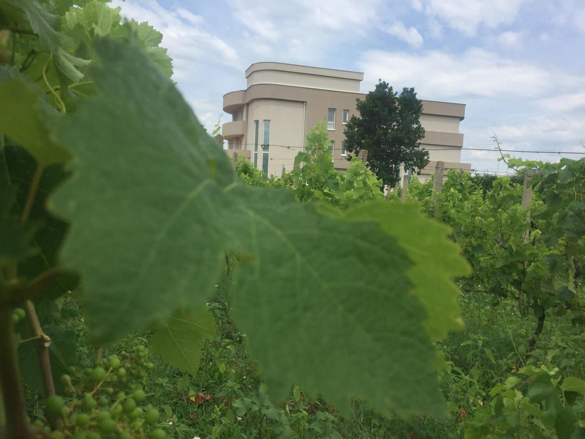 Villa Flowers Međugorje Dış mekan fotoğraf
